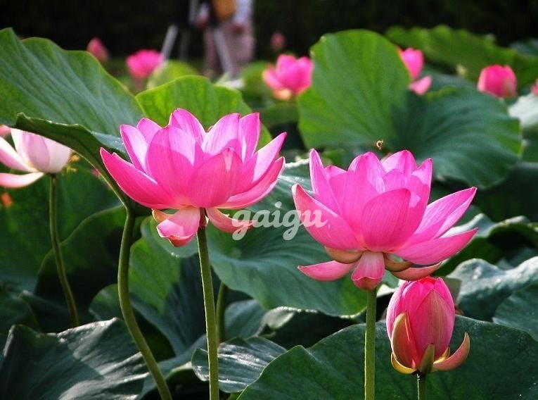 July-E Gái Lai Tây-Mặt Xinh Búp Bê-Vú To Body Đẹp-Hàng Ngon Non Tơ