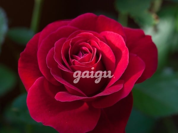 Bé Sinh Viên 20t❤Đẹp Tuyệt Mỹ❤Vú To Mông Bự❤Đẳng Cấp Xinh-Sang-Dâm